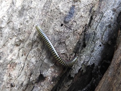 Rhinocricidae