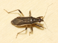 Himacerus major