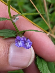 Scutellaria galericulata