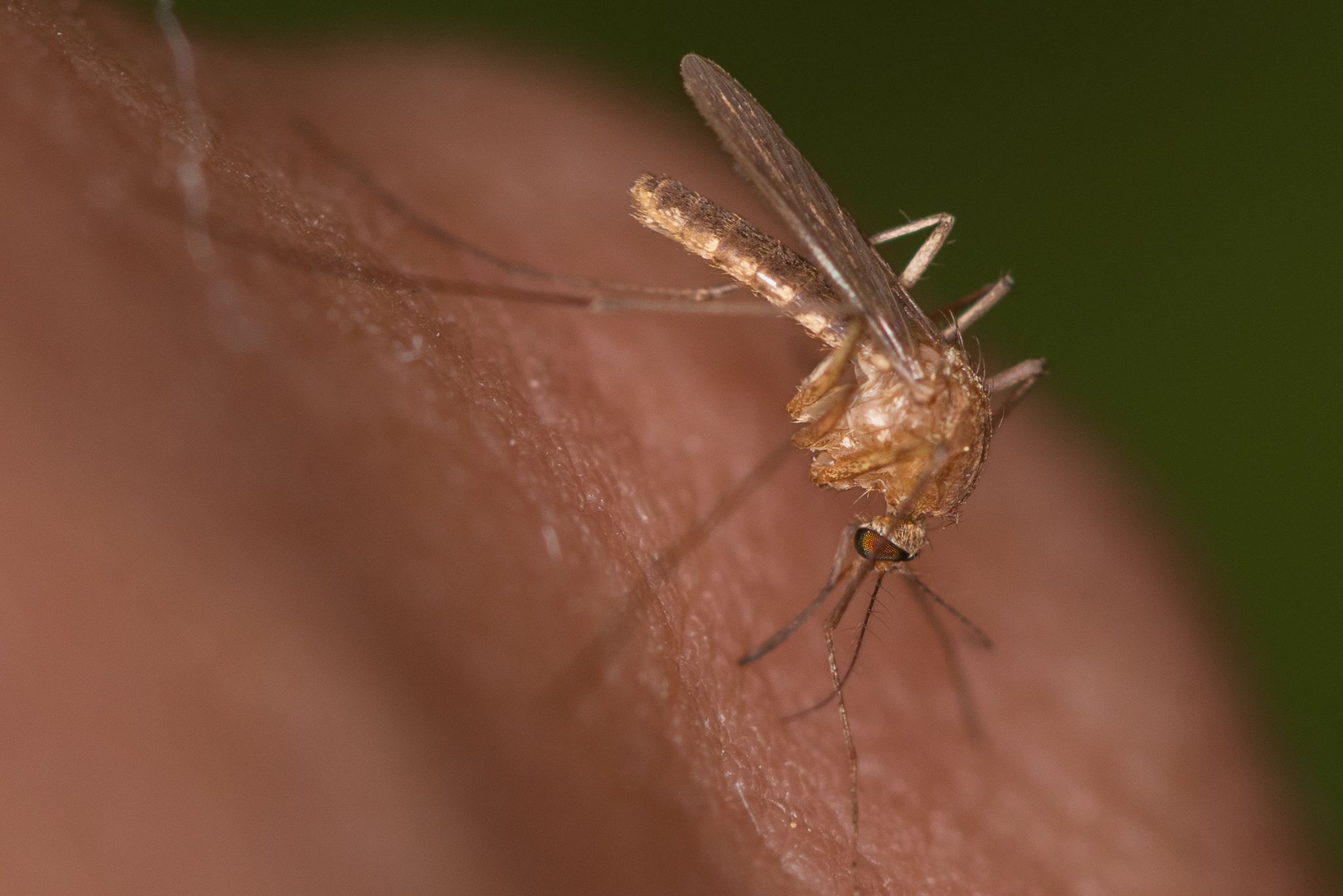 Culex (Barraudius) modestus