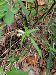Melampyrum pratense