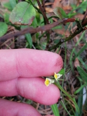 Melampyrum pratense