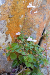 Plectranthus strigosus
