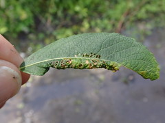 Euura leucosticta