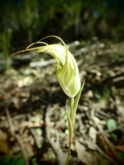 Pterostylis revoluta