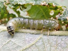 Euura leucosticta