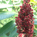 Northern Sumac - Photo (c) Tom Ratz, some rights reserved (CC BY-NC), uploaded by Tom Ratz