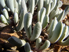 Brianhuntleya intrusa