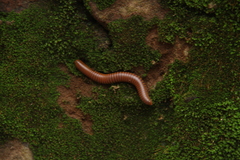 Spirostreptoidea
