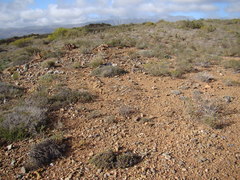 Brianhuntleya intrusa