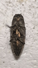 Lampetis svobodai