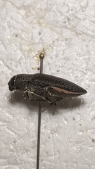 Lampetis svobodai