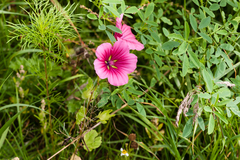 Malope trifida