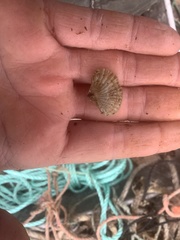 Brachiopoda