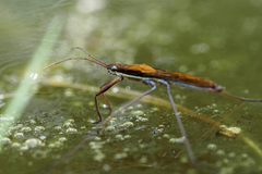 Limnoporus rufoscutellatus