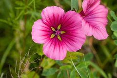 Malope trifida