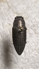 Lampetis svobodai