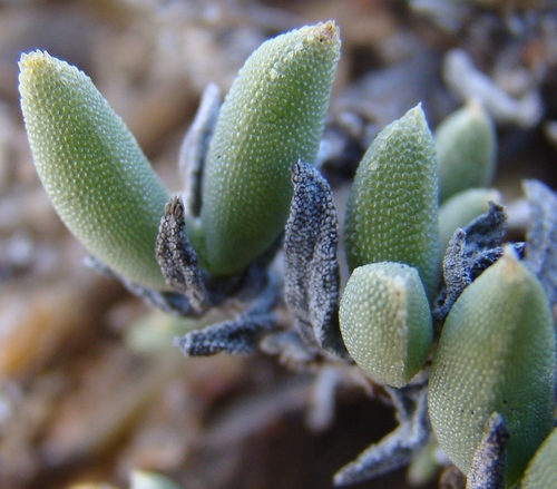 Trichodiadema calvatum L.Bolus