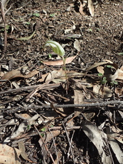 Pterostylis revoluta
