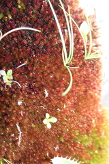 Imbribryum alpinum