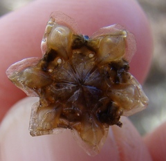 Trichodiadema calvatum