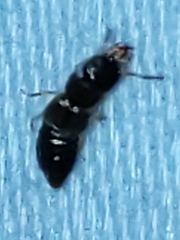 Oxyporinae