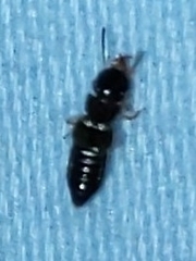 Oxyporinae
