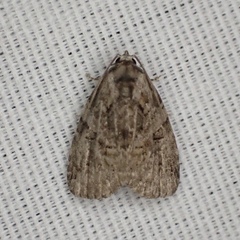 Pseudeustrotia indeterminata