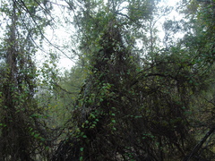 Vitis peninsularis