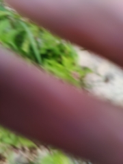 Eupatorium cannabinum