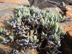 Trichodiadema calvatum