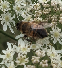 Eristalis tenax
