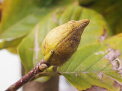 Magnolia denudata