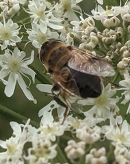 Eristalis tenax
