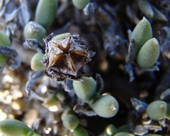 Trichodiadema calvatum