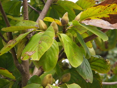 Magnolia denudata