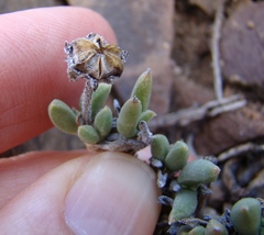 Trichodiadema calvatum