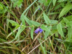 Scutellaria galericulata