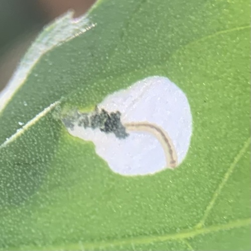 Orache Leafminer Moth photo 5
