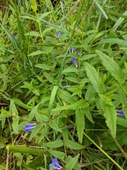 Scutellaria galericulata
