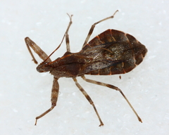 Acholla multispinosa