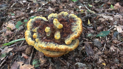 Phaeolus schweinitzii