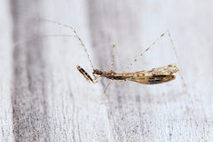 Empicoris vagabundus