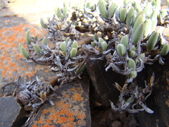 Trichodiadema calvatum