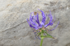 Phyteuma hemisphaericum