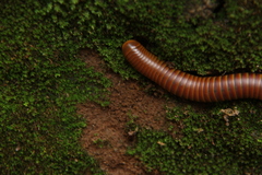 Spirostreptoidea