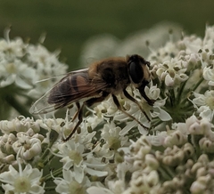 Eristalis tenax