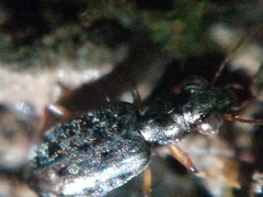 Asaphidion
