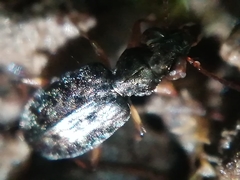 Asaphidion