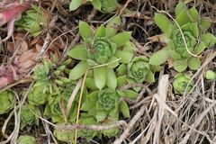Sempervivum